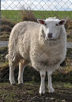 Prodám roční ovečku