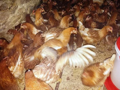 Kuřice Isa Brown a Dominant