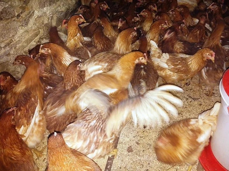 Kuřice Isa Brown a Dominant