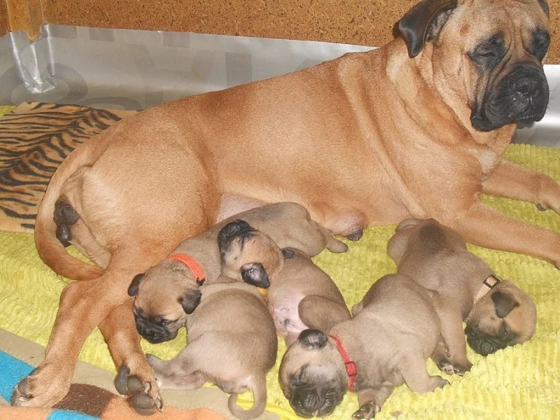 Bulmastif bullmastif bullmastiff