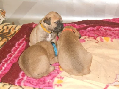 Bulmastif bullmastif bullmastiff