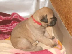Bulmastif bullmastif bullmastiff