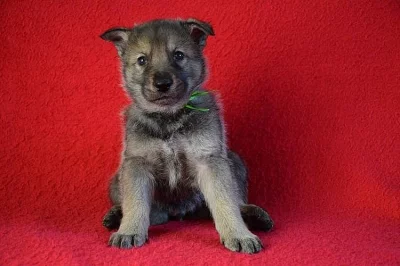 Bílý švýcarský ovčák