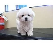 Maltézský psík - maltézáček