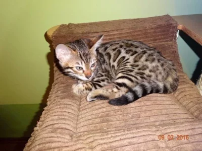 Bengálské kotě - Bentley s PP