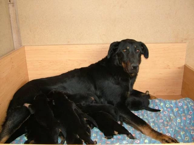 Beauceron štěňátka s PP
