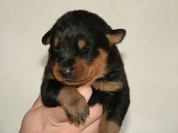 Beauceron štěňátka s PP