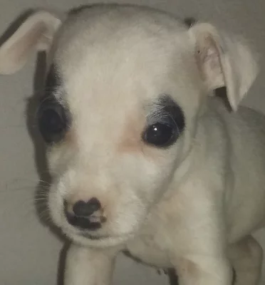 Parson Russell terier bez PP