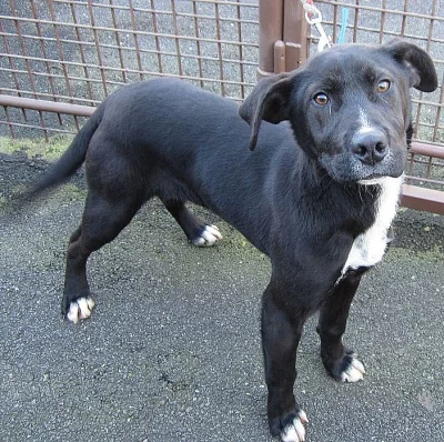 Veselý DINO ♥ 9 měsíců, labradorský retrívr x bull