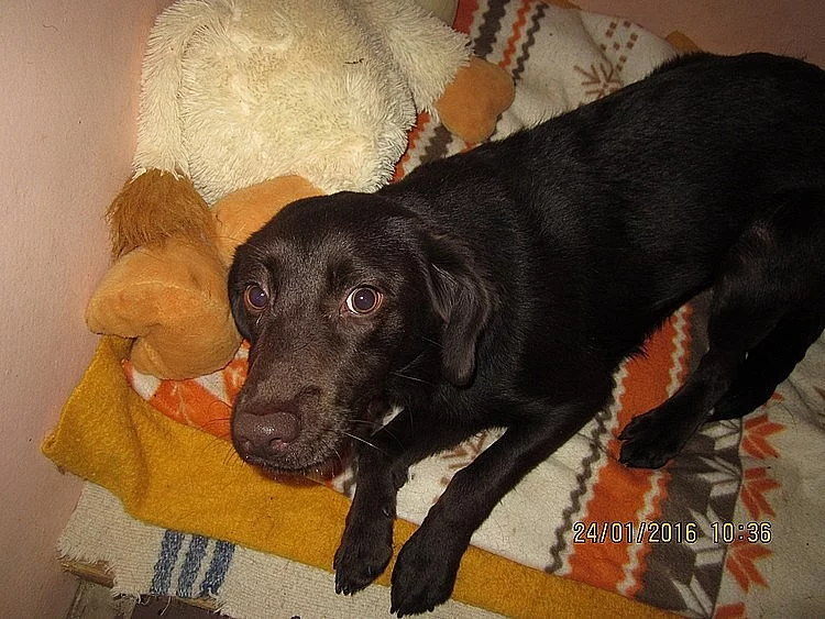 Vykulená Barunka ♥ střední labradorský retrívr x