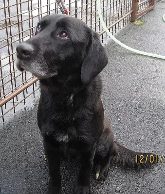 HH = Hodný HUGO, x labradorský retrívr