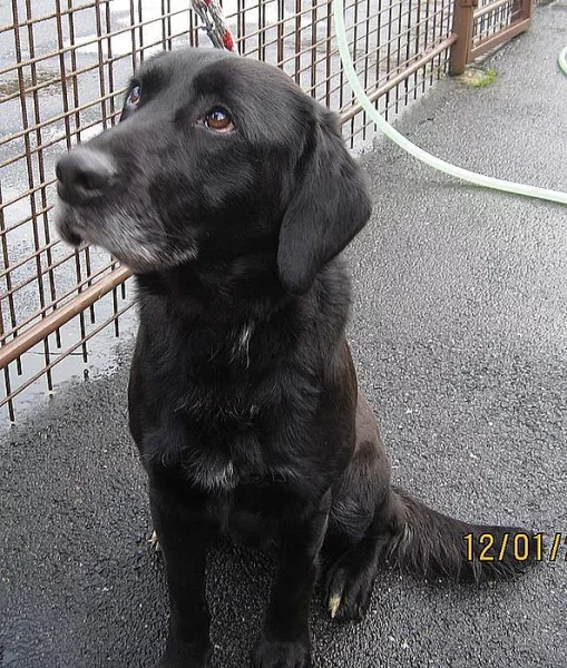 HH = Hodný HUGO, x labradorský retrívr