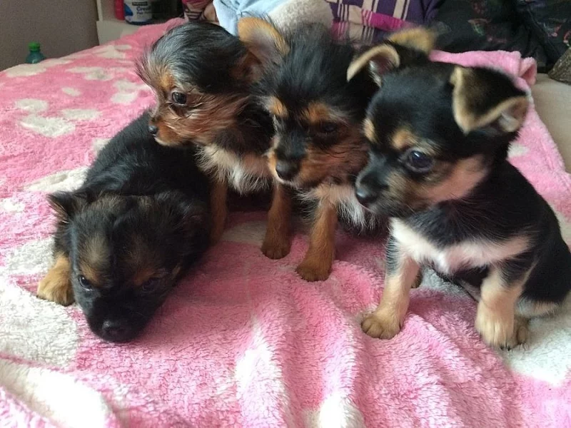 Jorkšírek s čivavou