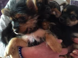 Jorkšírek s čivavou