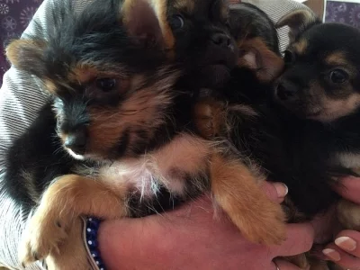 Jorkšírek s čivavou