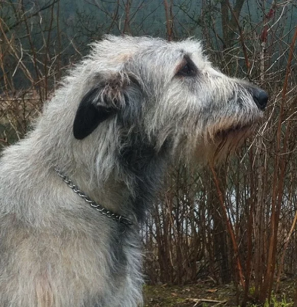 Irský vlkovav s PP - zadám štěňata