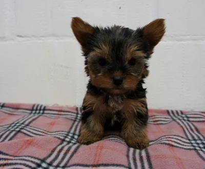 Jorkšírský teriér s PP - štěňátka