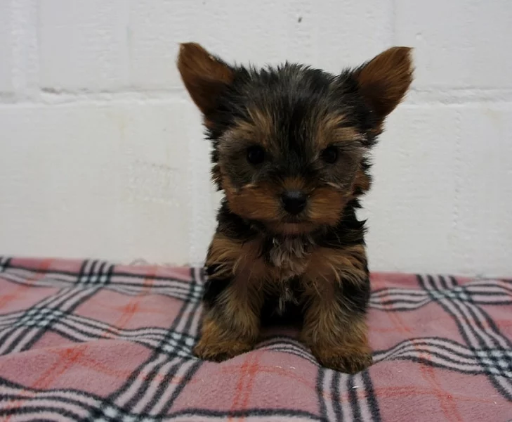 Jorkšírský teriér s PP - štěňátka