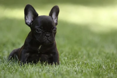 Sladké francouzské štěňata Bulldog