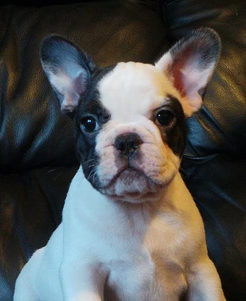 Sladké francouzské štěňata Bulldog