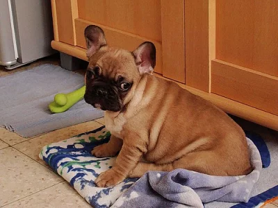 Sladké francouzské štěňata Bulldog
