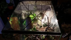 prodám 6 měsíců Stare terarium