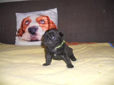 Mops štěňátka černí pejsci s Průkazem původu k prodeji.