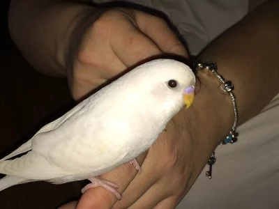 Ručně dokrmená Andulka Lednová