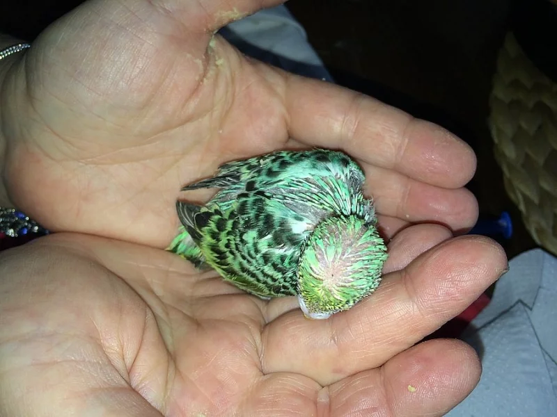 ručně dokrmené andulky