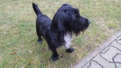 dvouletý křízenec knírače a jezevčíka