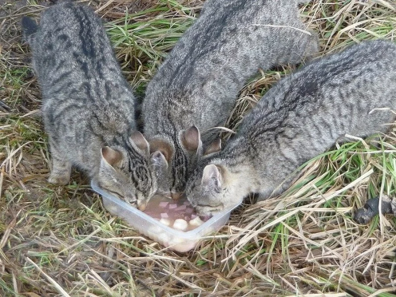 Mourovatá koťátka hledají domov