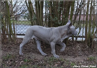 Thajský Ridgeback s PP