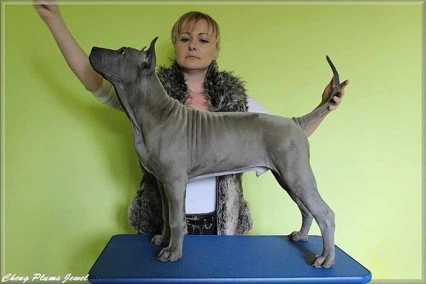 Thajský Ridgeback s PP