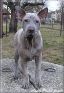 Thajský Ridgeback s PP
