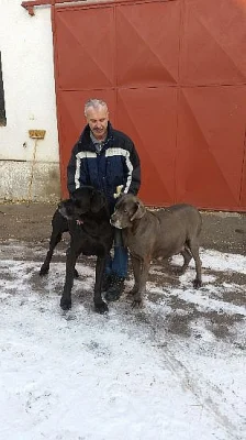Prodej štěňat německá doga