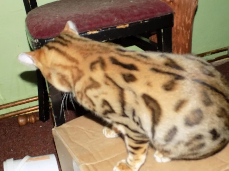 bengálský kocourek s pp