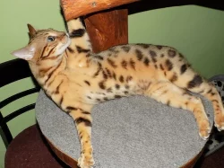 bengálský kocourek s pp