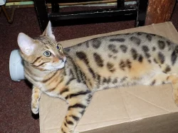 bengálský kocourek s pp