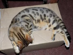 bengálský kocourek s pp