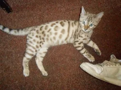 bengálský kocourek s pp