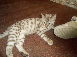 bengálský kocourek s pp