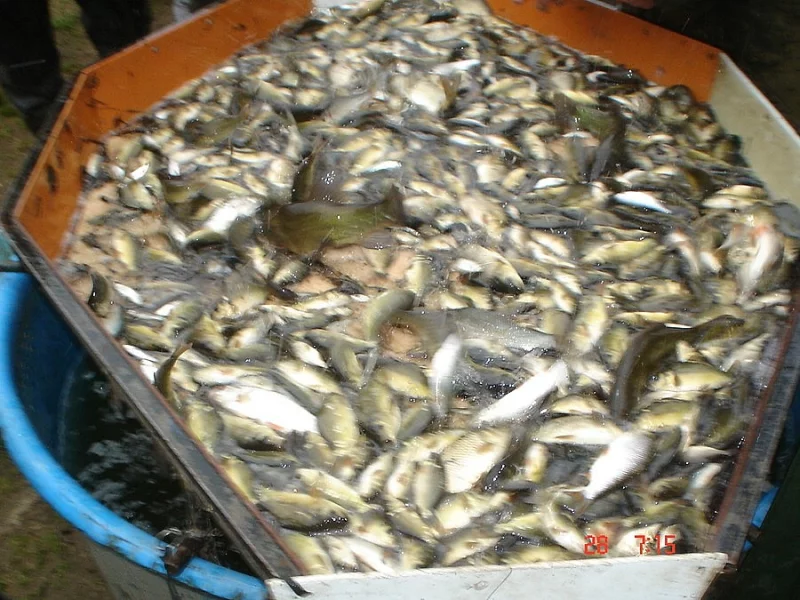 Prodám plůdek kapra