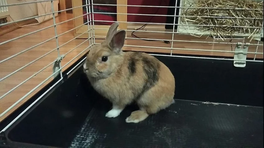 Přenechám zakrslého králička-samici