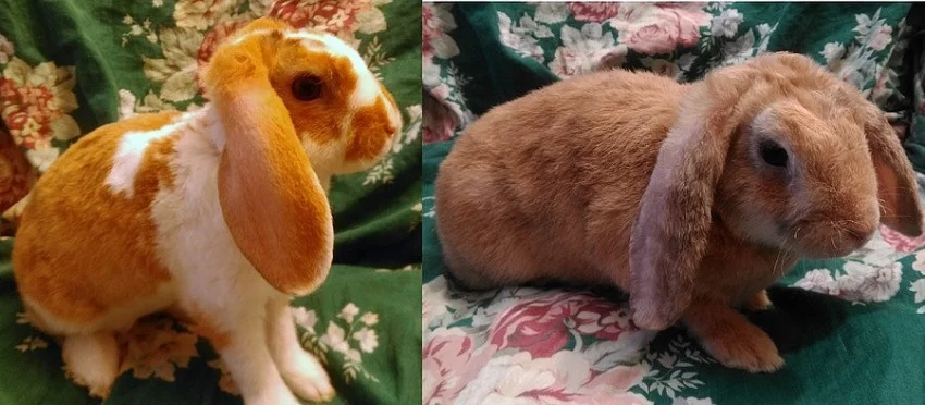 Prodám zakrslé REX beránky s VP: