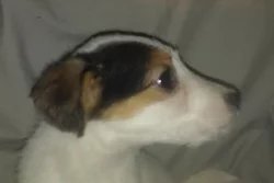 Parson Russell terier bez PP