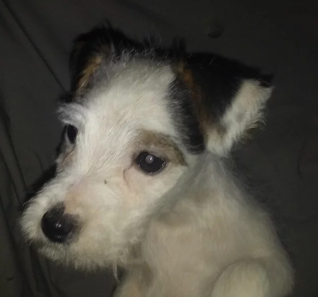 Parson Russell terier bez PP