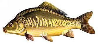 Koupím kapry a amury