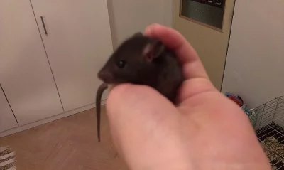 Daruji ručně dokrmenou, ochočenou potkaní samičku NE KRMENÍ!