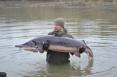 NABÍZÍM OKRASNÉ RYBY A JESETERY