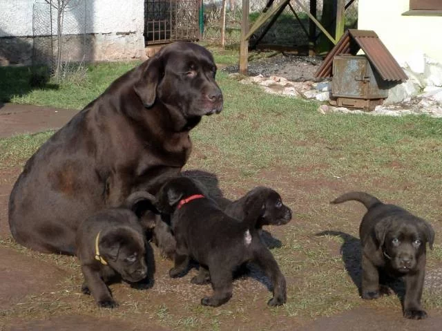 Štěňata čokoládového labradora